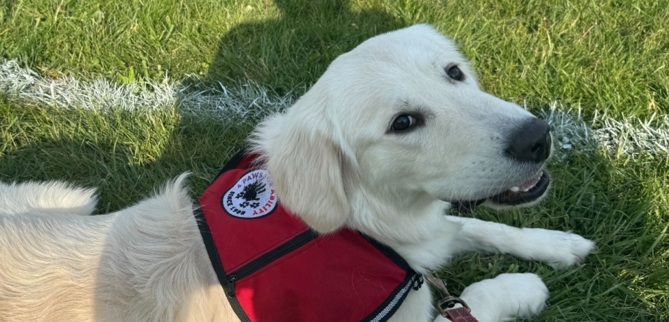 Matrix Sponsors Service Dog